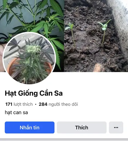 Hướng Dẫn Chi Tiết Cách Trồng Cần Sa Tại Nhà Và Những Lưu Ý Quan Trọng Hướng Dẫn Chi Tiết Cách Trồng Cần Sa Tại Nhà Và Những Lưu Ý Quan Trọng