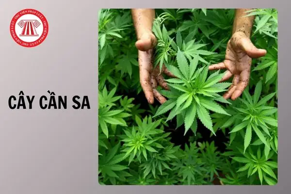 Hướng Dẫn Chi Tiết Cách Trồng Cần Sa Tại Nhà Và Những Lưu Ý Quan Trọng Hướng Dẫn Chi Tiết Cách Trồng Cần Sa Tại Nhà Và Những Lưu Ý Quan Trọng