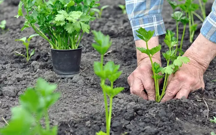 Cách Trồng Cần Tây Tại Nhà Xanh Tốt, Cho Năng Suất Cao
