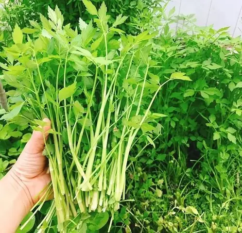 Cách Trồng Cần Tây Bằng Gốc Tại Nhà Siêu Đơn Giản & Nhanh Có Rau