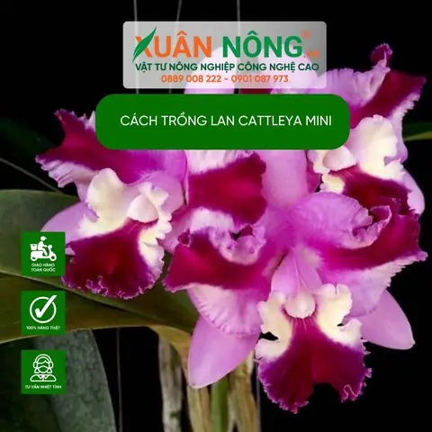 Cách Trồng Và Chăm Sóc Lan Cattleya Mini Đúng Kỹ Thuật Cho Hoa Đẹp