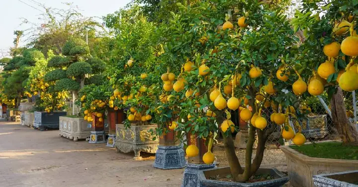 Hướng Dẫn Chi Tiết Cách Trồng Cây Ăn Quả Tại Nhà Dễ Dàng Cho Người Mới Hướng Dẫn Chi Tiết Cách Trồng Cây Ăn Quả Tại Nhà Dễ Dàng Cho Người Mới