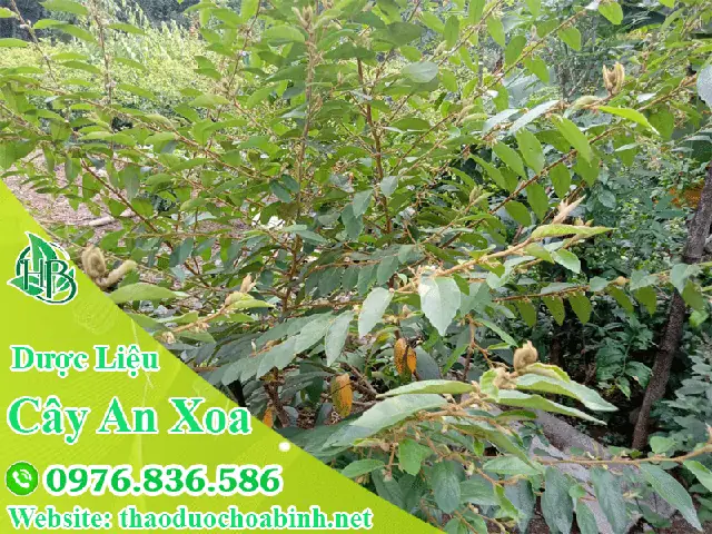 Hướng Dẫn Chi Tiết Cách Trồng Và Chăm Sóc Cây An Xoa Đúng Kỹ Thuật
