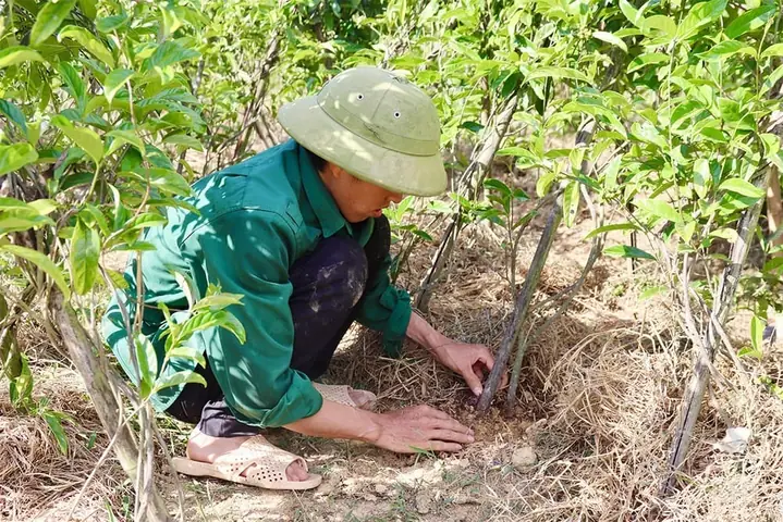Hướng Dẫn Trồng Cây Ba Kích Chi Tiết: Từ Kỹ Thuật Đến Chăm Sóc Cho Năng Suất Cao