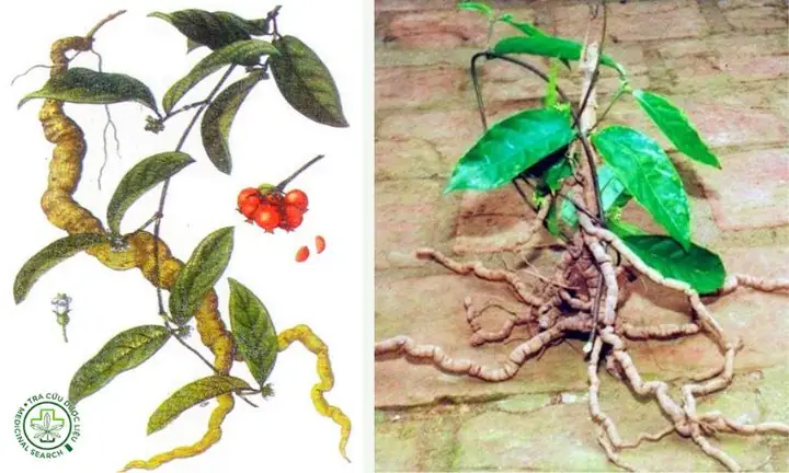 Hướng Dẫn Trồng Cây Ba Kích Chi Tiết: Từ Kỹ Thuật Đến Chăm Sóc Cho Năng Suất Cao