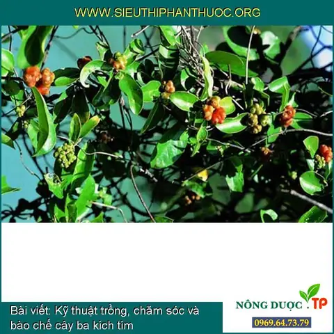 Hướng Dẫn Trồng Cây Ba Kích Chi Tiết: Từ Kỹ Thuật Đến Chăm Sóc Cho Năng Suất Cao