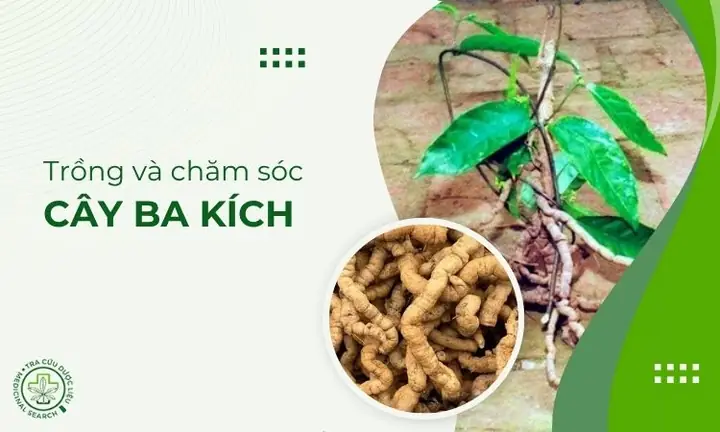 Hướng Dẫn Trồng Cây Ba Kích Chi Tiết: Từ Kỹ Thuật Đến Chăm Sóc Cho Năng Suất Cao