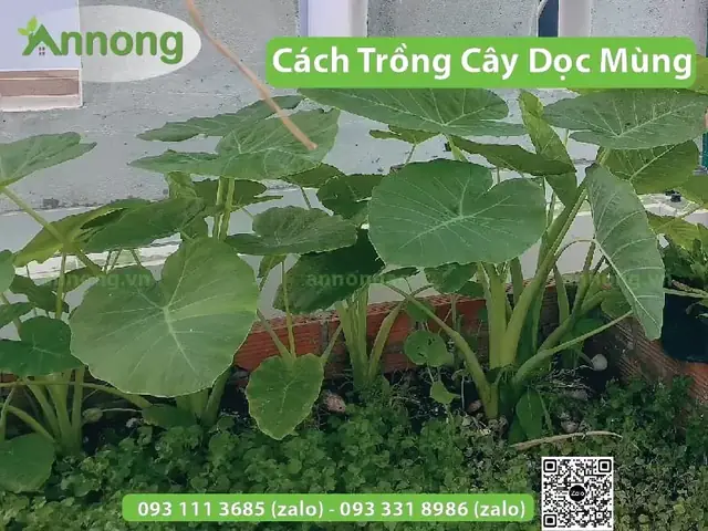 Cách Trồng Cây Bạc Hà (dọc Mùng) Nấu Canh Chua Tại Nhà Đơn Giản, Nhanh Thu Ho Hoạch Cách Trồng Cây Bạc Hà (dọc Mùng) Nấu Canh Chua Tại Nhà Đơn Giản, Nhanh Thu Ho Hoạch