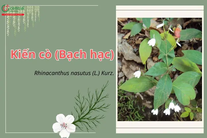 Cách Trồng Và Chăm Sóc Cây Bạch Hạc Đúng Cách, Ít Sâu Bệnh