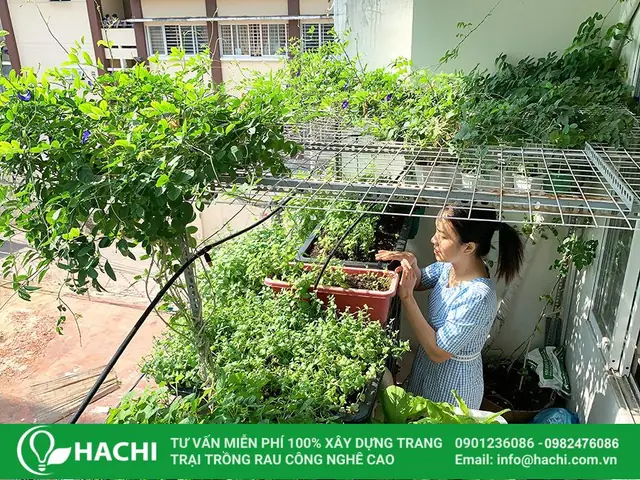 Cách Trồng Cây Ban Công: Hướng Dẫn Chi Tiết Từ Chọn Cây Đến Chăm Sóc