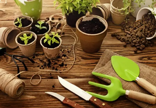 Cách Trồng Cây Ban Công: Hướng Dẫn Chi Tiết Từ Chọn Cây Đến Chăm Sóc
