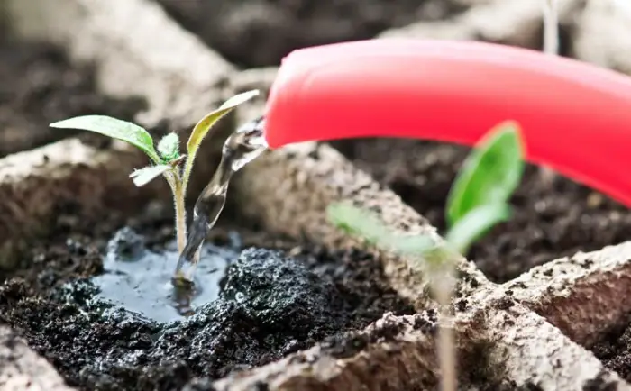 Hướng Dẫn Chi Tiết Cách Trồng Cây Bắt Mồi Từ Hạt Giống Tại Nhà Hướng Dẫn Chi Tiết Cách Trồng Cây Bắt Mồi Từ Hạt Giống Tại Nhà