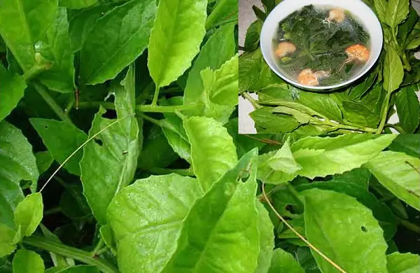 Hướng Dẫn Chi Tiết Cách Trồng Cây Bầu Đất: Từ A-Z Cho Người Mới Bắt Đầu Hướng Dẫn Chi Tiết Cách Trồng Cây Bầu Đất: Từ A-Z Cho Người Mới Bắt Đầu