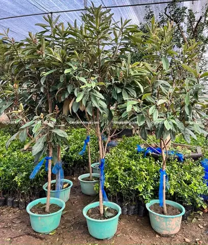 Cách Trồng Và Chăm Sóc Cây Biwa (nhót Nhật) Đơn Giản, Ra Quả Ngon Cách Trồng Và Chăm Sóc Cây Biwa (nhót Nhật) Đơn Giản, Ra Quả Ngon