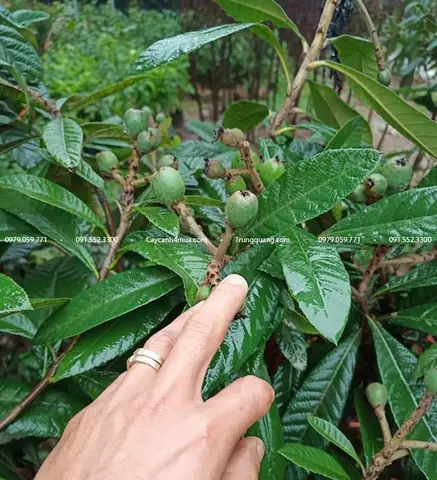 Cách Trồng Và Chăm Sóc Cây Biwa (nhót Nhật) Đơn Giản, Ra Quả Ngon Cách Trồng Và Chăm Sóc Cây Biwa (nhót Nhật) Đơn Giản, Ra Quả Ngon