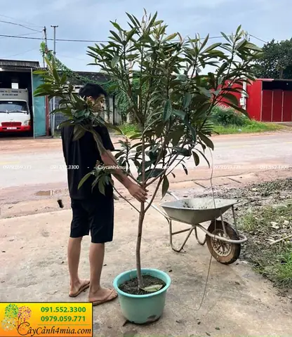 Cách Trồng Và Chăm Sóc Cây Biwa (nhót Nhật) Đơn Giản, Ra Quả Ngon 1 Cách Trồng Và Chăm Sóc Cây Biwa (nhót Nhật) Đơn Giản, Ra Quả Ngon