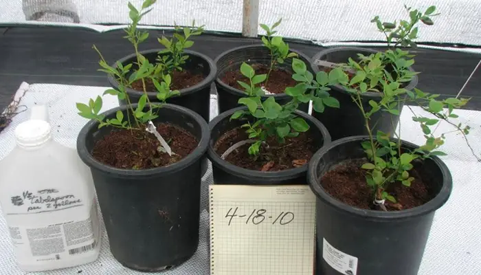 Hướng Dẫn Chi Tiết Cách Trồng Cây Blueberry (việt Quất) Sai Trái Tại Nhà