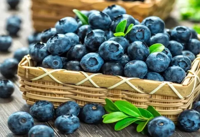 Hướng Dẫn Chi Tiết Cách Trồng Cây Blueberry (việt Quất) Sai Trái Tại Nhà