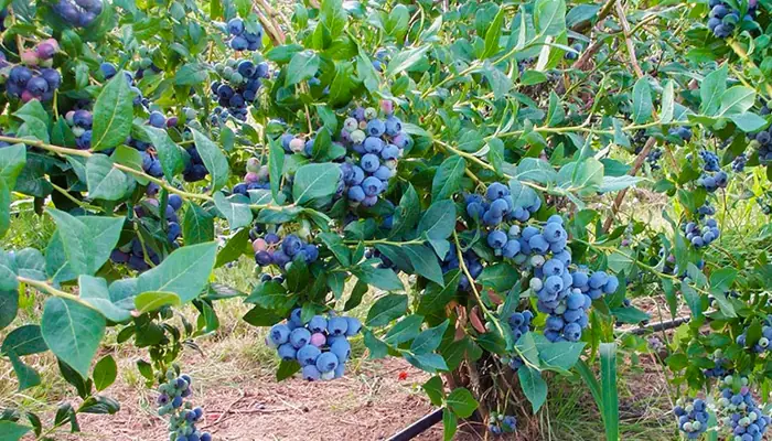 Hướng Dẫn Chi Tiết Cách Trồng Cây Blueberry (việt Quất) Sai Trái Tại Nhà