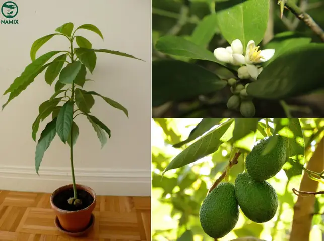 Hướng Dẫn Trồng Cây Bơ Toàn Diện: Từ A-Z Cho Người Mới Bắt Đầu