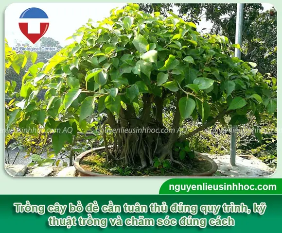 Cách Trồng Cây Bồ Đề Từ Hạt: Hướng Dẫn Chi Tiết Từ A-Z