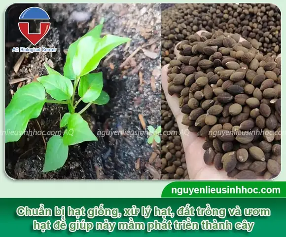 Cách Trồng Cây Bồ Đề Từ Hạt: Hướng Dẫn Chi Tiết Từ A-Z
