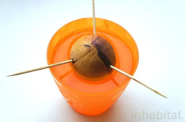 Cách Trồng Cây Bơ Làm Cảnh Tại Nhà Từ A-Z: Hướng Dẫn Chi Tiết Cho Người Mới Bắt Đầu