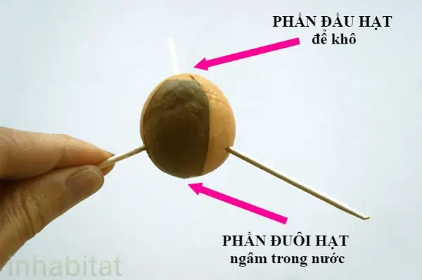 Cách Trồng Cây Bơ Làm Cảnh Tại Nhà Từ A-Z: Hướng Dẫn Chi Tiết Cho Người Mới Bắt Đầu