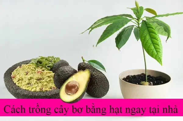 Cách Trồng Cây Bơ Làm Cảnh Tại Nhà Từ A-Z: Hướng Dẫn Chi Tiết Cho Người Mới Bắt Đầu