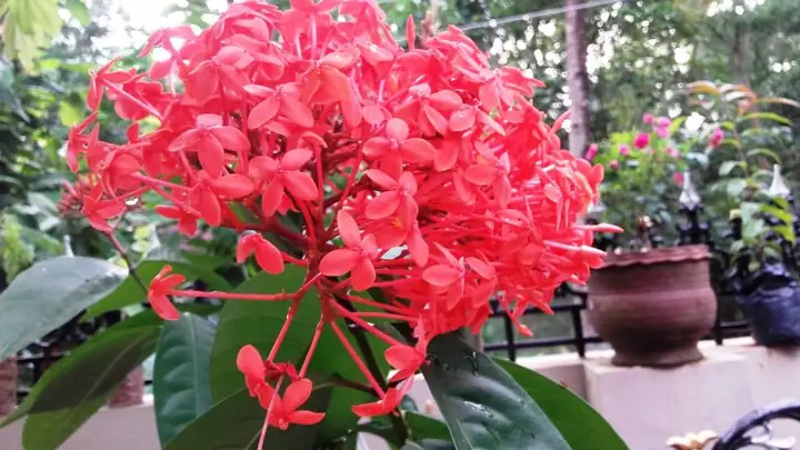 Cách Trồng Và Chăm Sóc Cây Bông Trang Ra Hoa Đẹp Quanh Năm Cách Trồng Và Chăm Sóc Cây Bông Trang Ra Hoa Đẹp Quanh Năm