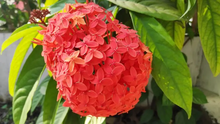 Cách Trồng Và Chăm Sóc Cây Bông Trang Ra Hoa Đẹp Quanh Năm Cách Trồng Và Chăm Sóc Cây Bông Trang Ra Hoa Đẹp Quanh Năm
