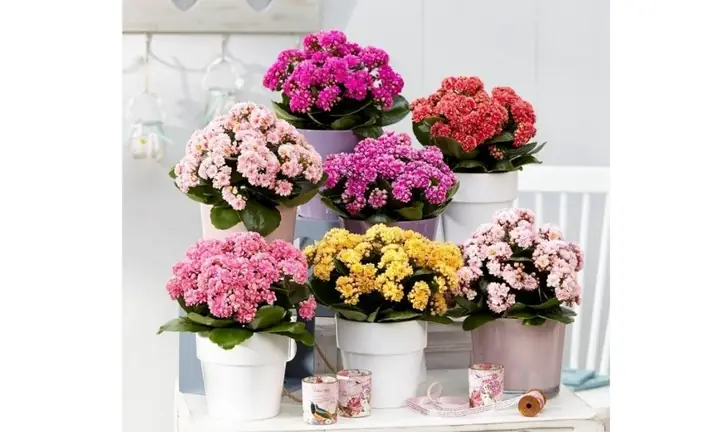 Hướng Dẫn Trồng Cây Bỏng (sống Đời) Từ Lá: Nhân Giống Dễ Dàng, Chăm Sóc Hiệu Quả
