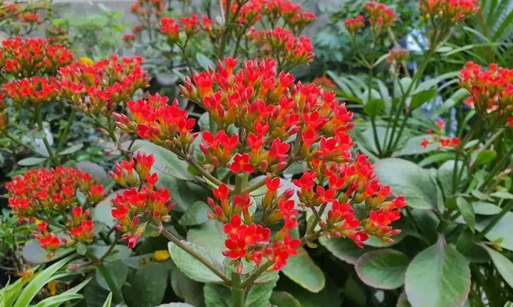 Hướng Dẫn Trồng Cây Bỏng (sống Đời) Từ Lá: Nhân Giống Dễ Dàng, Chăm Sóc Hiệu Quả