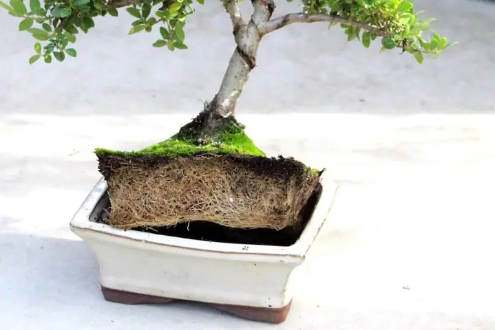 Hướng Dẫn Cách Trồng Cây Bonsai Toàn Diện Cho Người Mới Bắt Đầu Hướng Dẫn Cách Trồng Cây Bonsai Toàn Diện Cho Người Mới Bắt Đầu