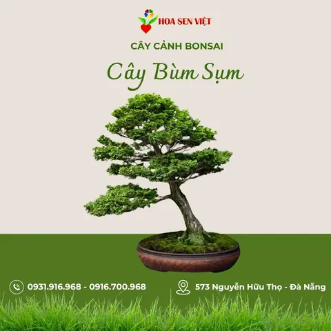 Cây Bùm Sụm: Hướng Dẫn Trồng, Chăm Sóc Và Tác Dụng Chữa Bệnh Toàn Diện Cây Bùm Sụm: Hướng Dẫn Trồng, Chăm Sóc Và Tác Dụng Chữa Bệnh Toàn Diện