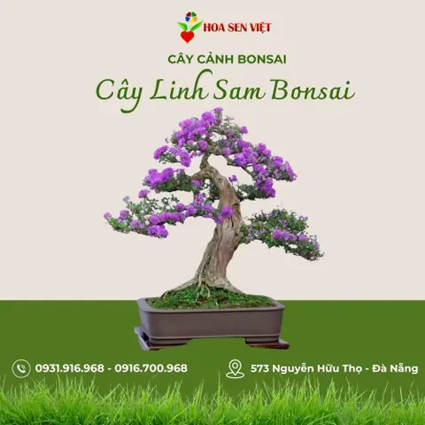 Cây Bùm Sụm: Hướng Dẫn Trồng, Chăm Sóc Và Tác Dụng Chữa Bệnh Toàn Diện Cây Bùm Sụm: Hướng Dẫn Trồng, Chăm Sóc Và Tác Dụng Chữa Bệnh Toàn Diện