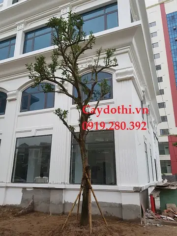 Hướng Dẫn Chi Tiết Cách Trồng Cây Bưởi Thơm Ngon, Trĩu Quả Từ A-Z