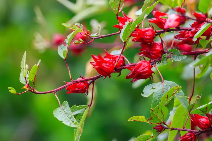 Cách Trồng Cây Bụp Giấm (atiso Đỏ) Đơn Giản, Đúng Kỹ Thuật Để Thu Hoạch Quanh Năm Cách Trồng Cây Bụp Giấm (atiso Đỏ) Đơn Giản, Đúng Kỹ Thuật Để Thu Hoạch Quanh Năm