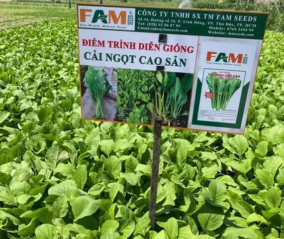 Hướng Dẫn Chi Tiết Cách Trồng Cây Cải Tại Nhà Đơn Giản, Năng Suất Cao Hướng Dẫn Chi Tiết Cách Trồng Cây Cải Tại Nhà Đơn Giản, Năng Suất Cao