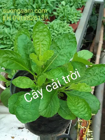 Cách Trồng Cây Cải Trời: Hướng Dẫn Chi Tiết Từ A-Z Cho Người Mới Bắt Đầu Cách Trồng Cây Cải Trời: Hướng Dẫn Chi Tiết Từ A-Z Cho Người Mới Bắt Đầu