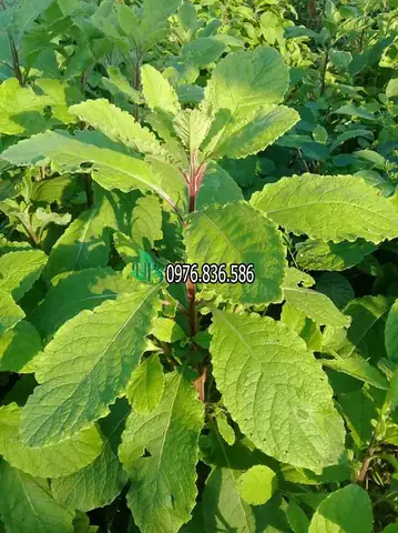 Cách Trồng Cây Cải Trời: Hướng Dẫn Chi Tiết Từ A-Z Cho Người Mới Bắt Đầu Cách Trồng Cây Cải Trời: Hướng Dẫn Chi Tiết Từ A-Z Cho Người Mới Bắt Đầu