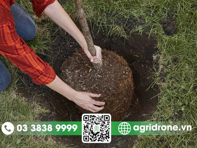 Hướng Dẫn Trồng Cây Cam Chuẩn Kỹ Thuật, Năng Suất Cao Hướng Dẫn Trồng Cây Cam Chuẩn Kỹ Thuật, Năng Suất Cao