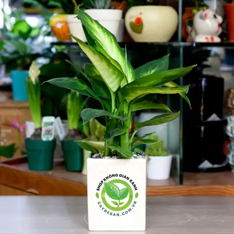 Cách Trồng Cây Cảnh Để Bàn Đẹp, Tươi Tốt Và Dễ Chăm Sóc