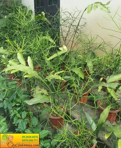 Hướng Dẫn Chi Tiết Cách Trồng Cây Giao Bằng Cành Tươi Tốt, Tỷ Lệ Sống Cao