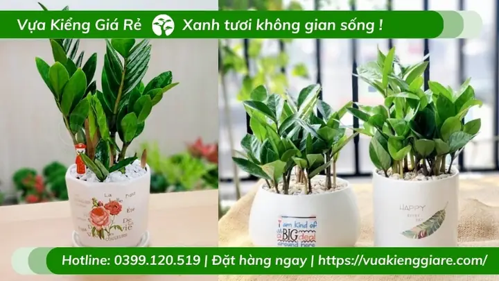 Cách Trồng Cây Cảnh Mini Để Bàn: Hướng Dẫn Chi Tiết Từ A-Z