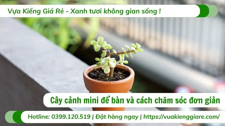Cách Trồng Cây Cảnh Mini Để Bàn: Hướng Dẫn Chi Tiết Từ A-Z