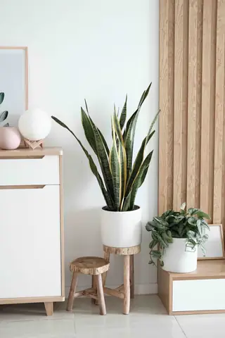 Hướng Dẫn Chi Tiết Cách Trồng Và Chăm Sóc Cây Cảnh Trong Nhà Cho Người Mới Bắt Đầu Hướng Dẫn Chi Tiết Cách Trồng Và Chăm Sóc Cây Cảnh Trong Nhà Cho Người Mới Bắt Đầu