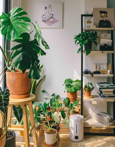 Hướng Dẫn Chi Tiết Cách Trồng Và Chăm Sóc Cây Cảnh Trong Nhà Cho Người Mới Bắt Đầu Hướng Dẫn Chi Tiết Cách Trồng Và Chăm Sóc Cây Cảnh Trong Nhà Cho Người Mới Bắt Đầu