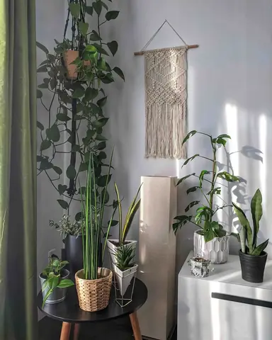 Hướng Dẫn Chi Tiết Cách Trồng Và Chăm Sóc Cây Cảnh Trong Nhà Cho Người Mới Bắt Đầu Hướng Dẫn Chi Tiết Cách Trồng Và Chăm Sóc Cây Cảnh Trong Nhà Cho Người Mới Bắt Đầu