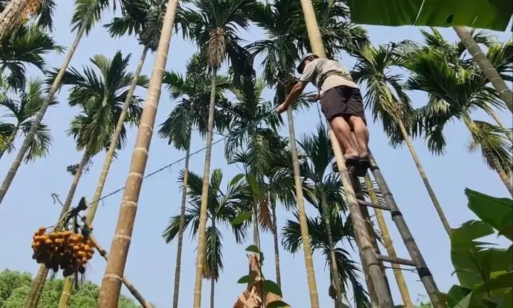 Hướng Dẫn Chi Tiết Cách Trồng Cây Cau Đỏ Và Chăm Sóc Hiệu Quả Tại Nhà